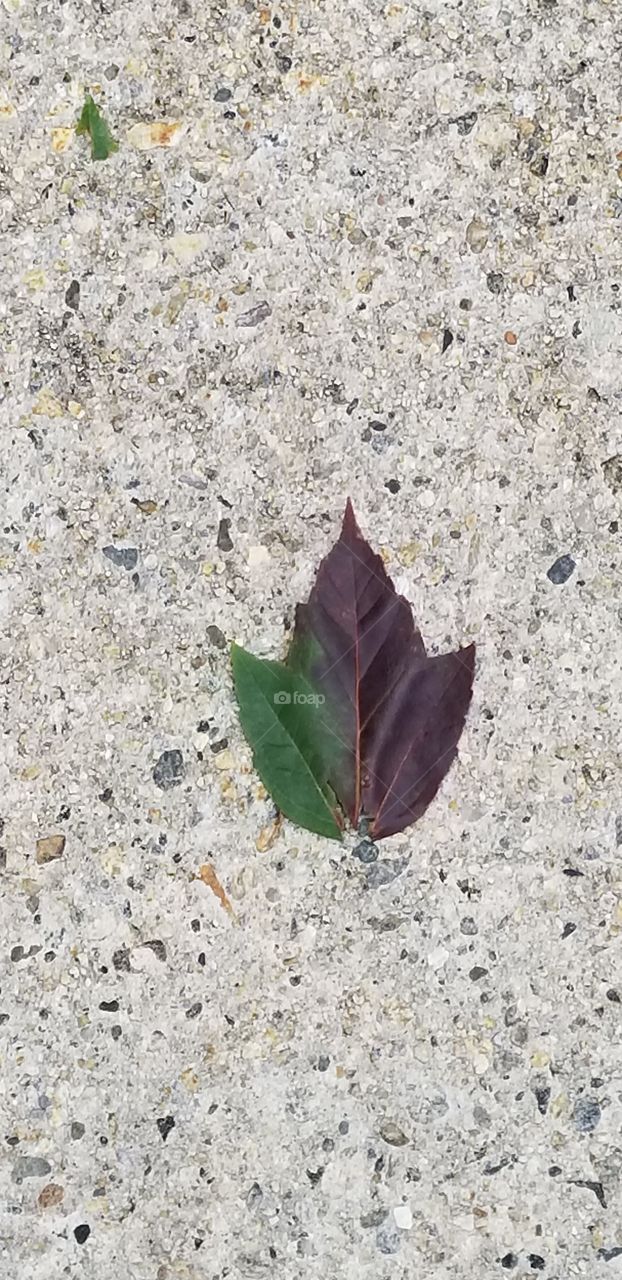 leaf of some concrete