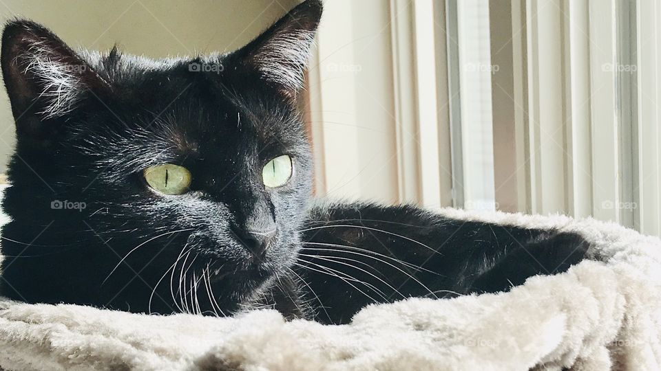 Stunning black kitty face enjoying the afternoon sun looking intently at something in the distance! Loves the warm spots!