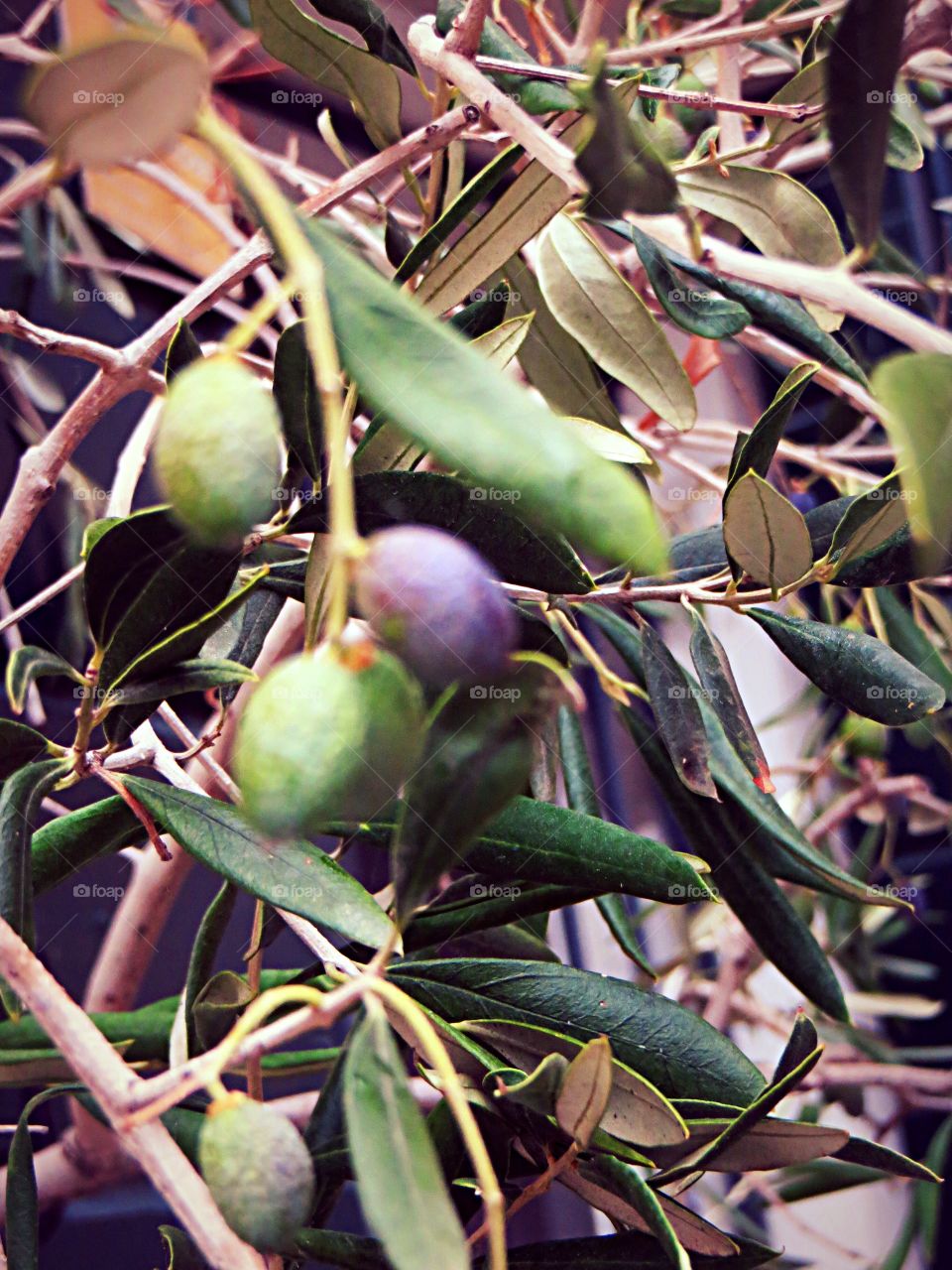 wild olive tree 