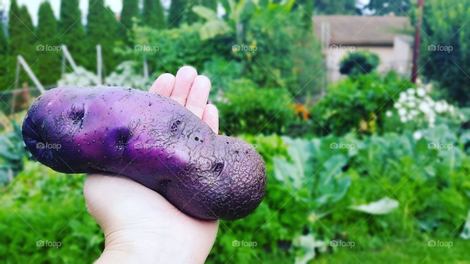giant purple potatoe