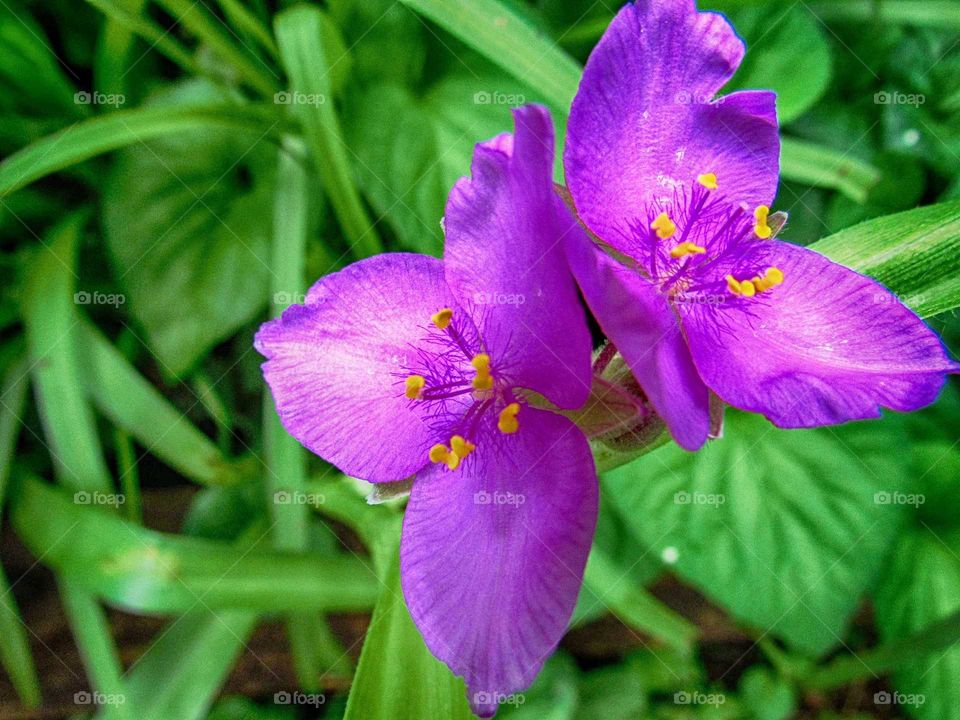 twin flowers in a garden