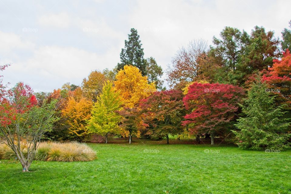 autumn tree in the park