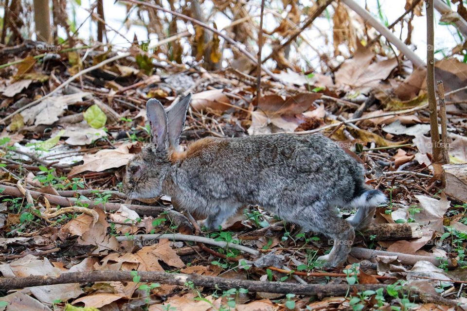 A wild rabbit in a wooded part of the city of Madrid