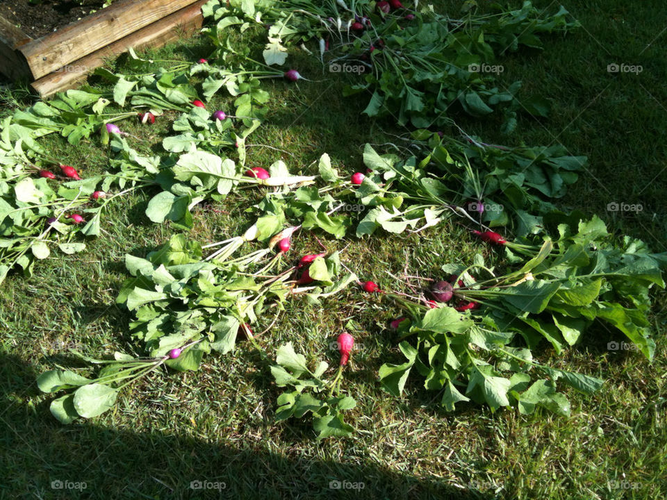 garden organic harvest bounty by hurleyg1