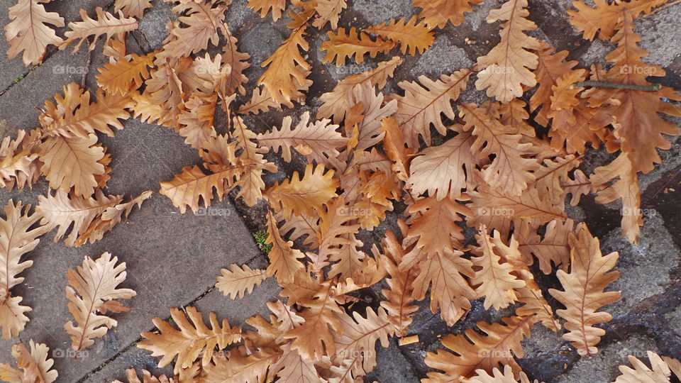 extra large golden leafs laid on the floor.