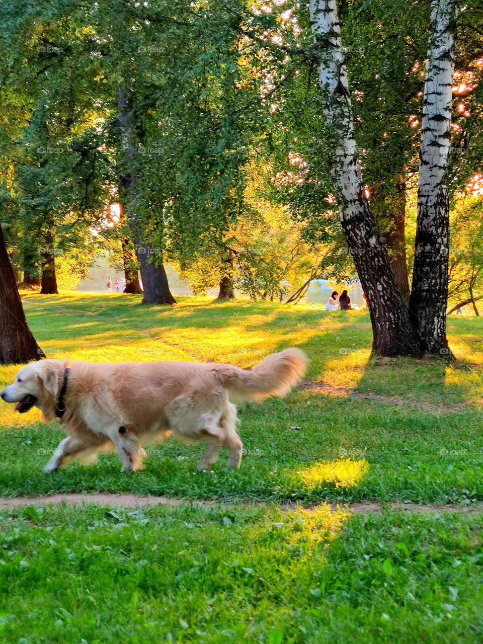 The dog runs through the park. In the background, people sit on the grass and res.  The river