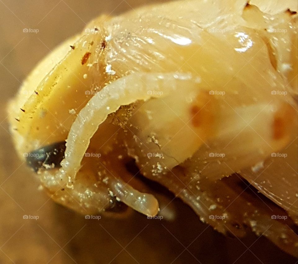 Beetle pupa closeup. Macro. 