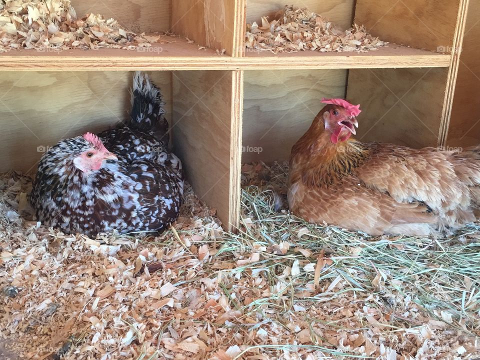 Chickens in boxes