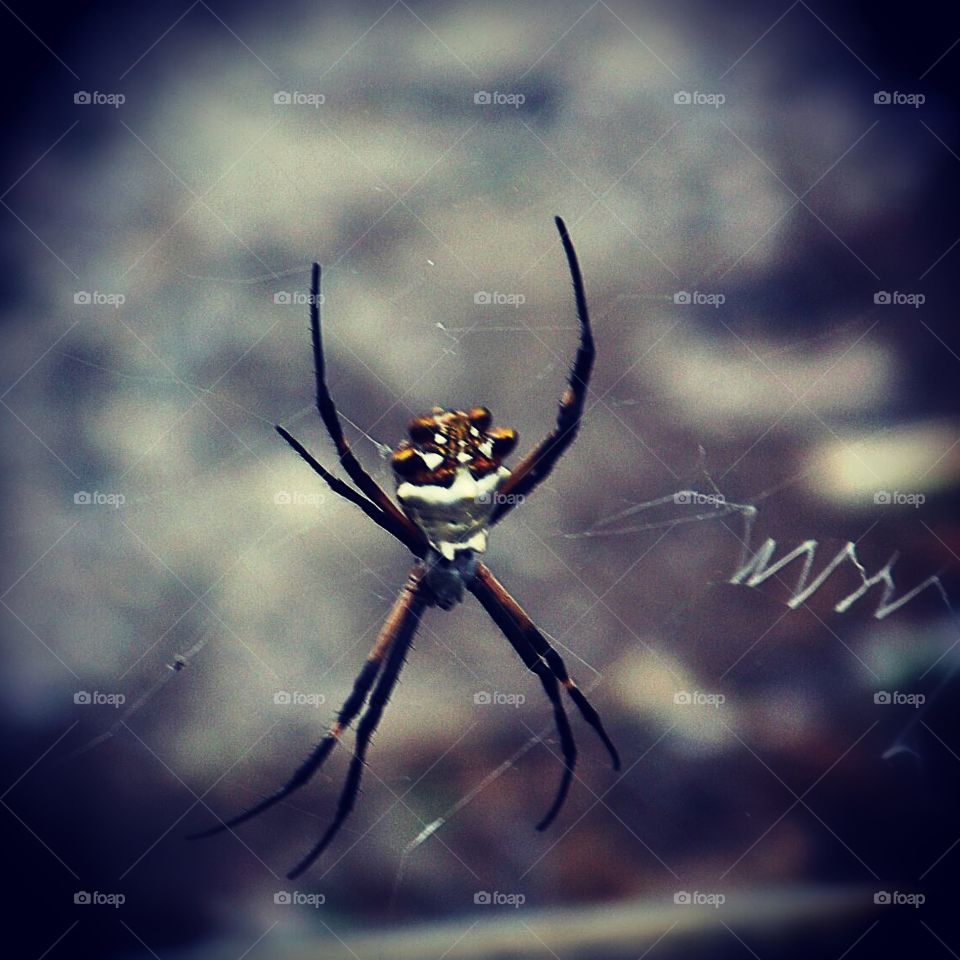 Garden Spider