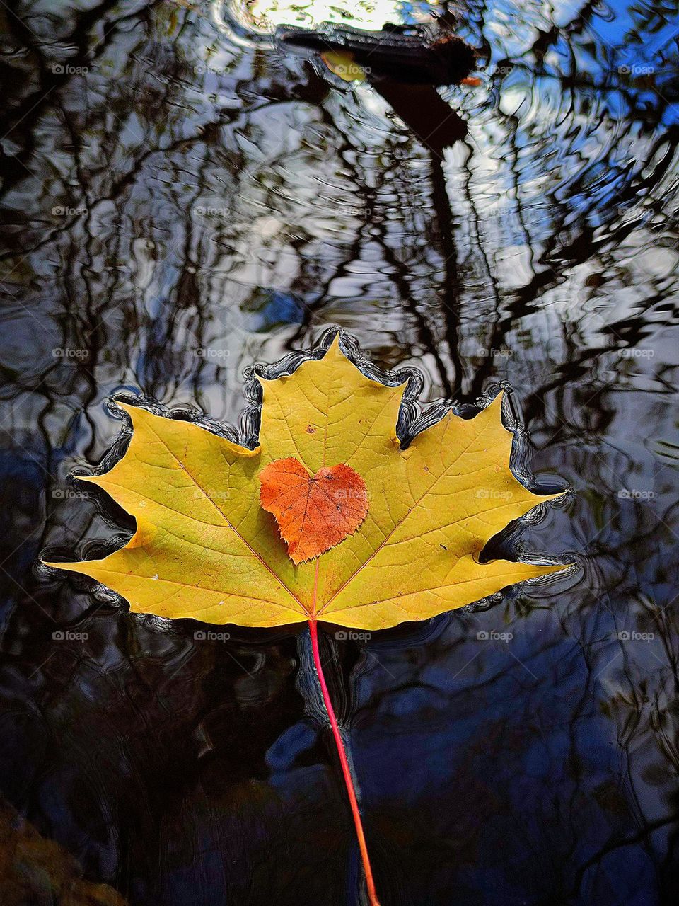 Autumn.  On a yellow maple leaf lies a red linden leaf in the shape of a heart.  Leaves float on the surface of the water, from which trees, sky and clouds are reflected