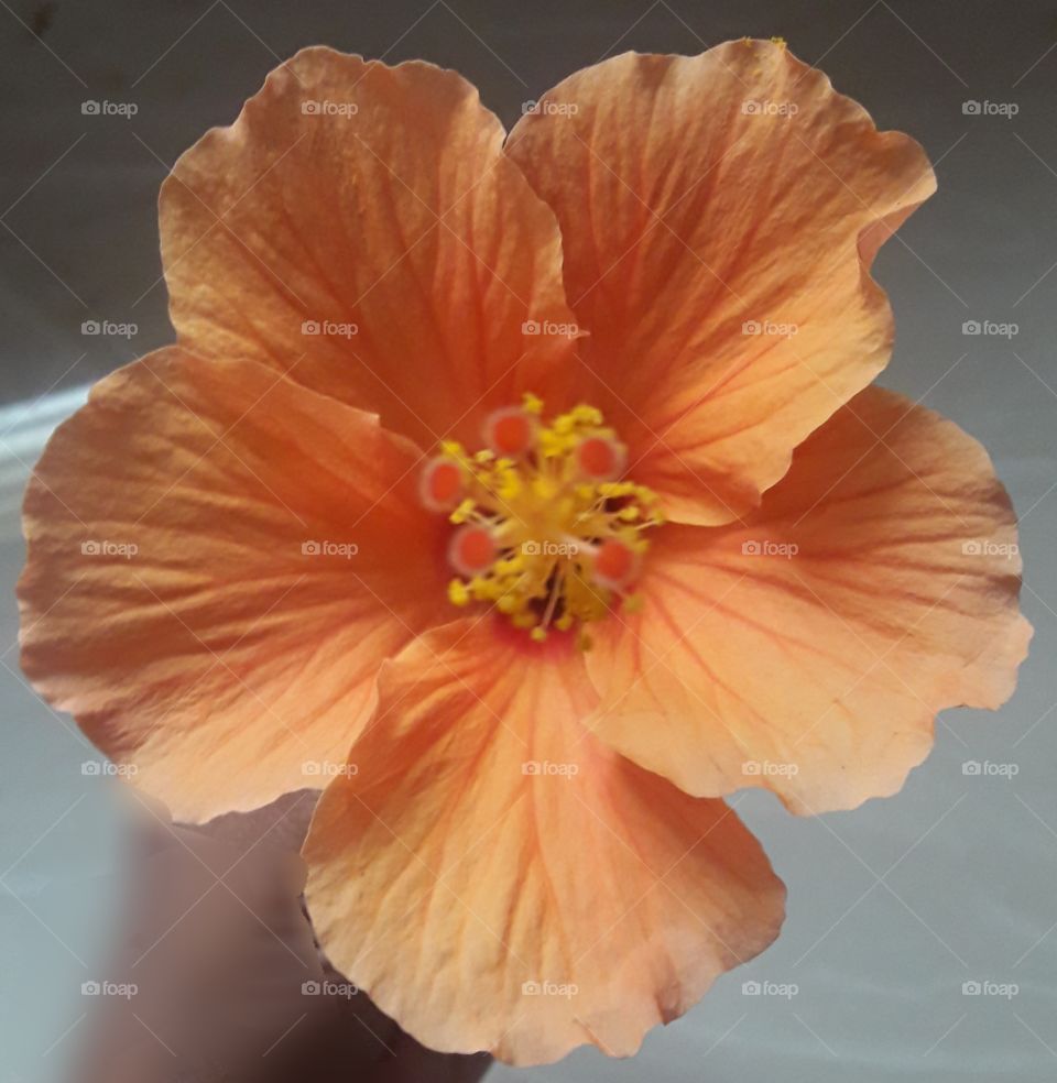 beautiful peach, rare hibiscus flower