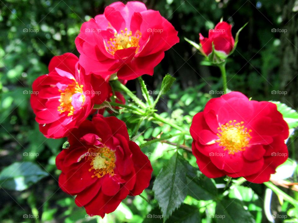 Red roses
