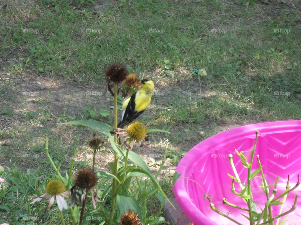 A little visitor showed up in our yard today.