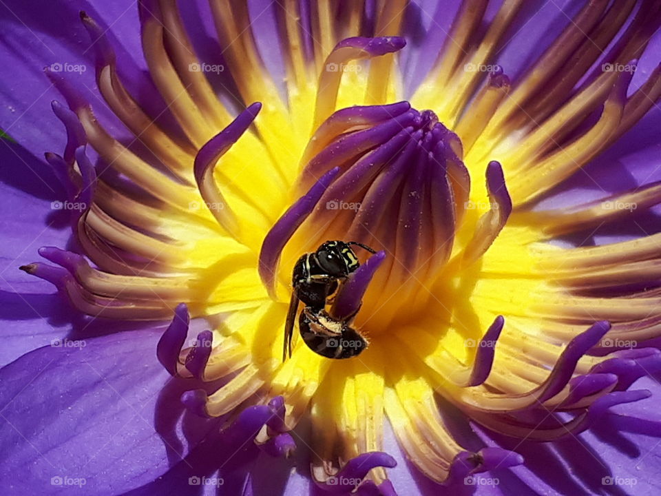 Insect sucking nectar on the lotus pollen