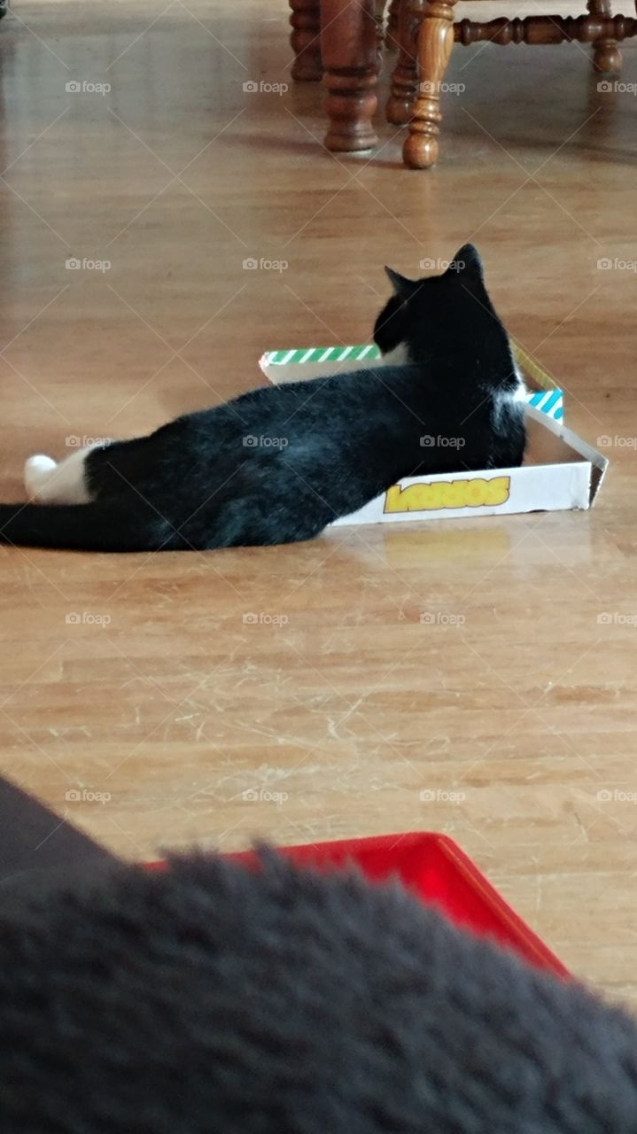 'Stache laying in a Sorry box!
