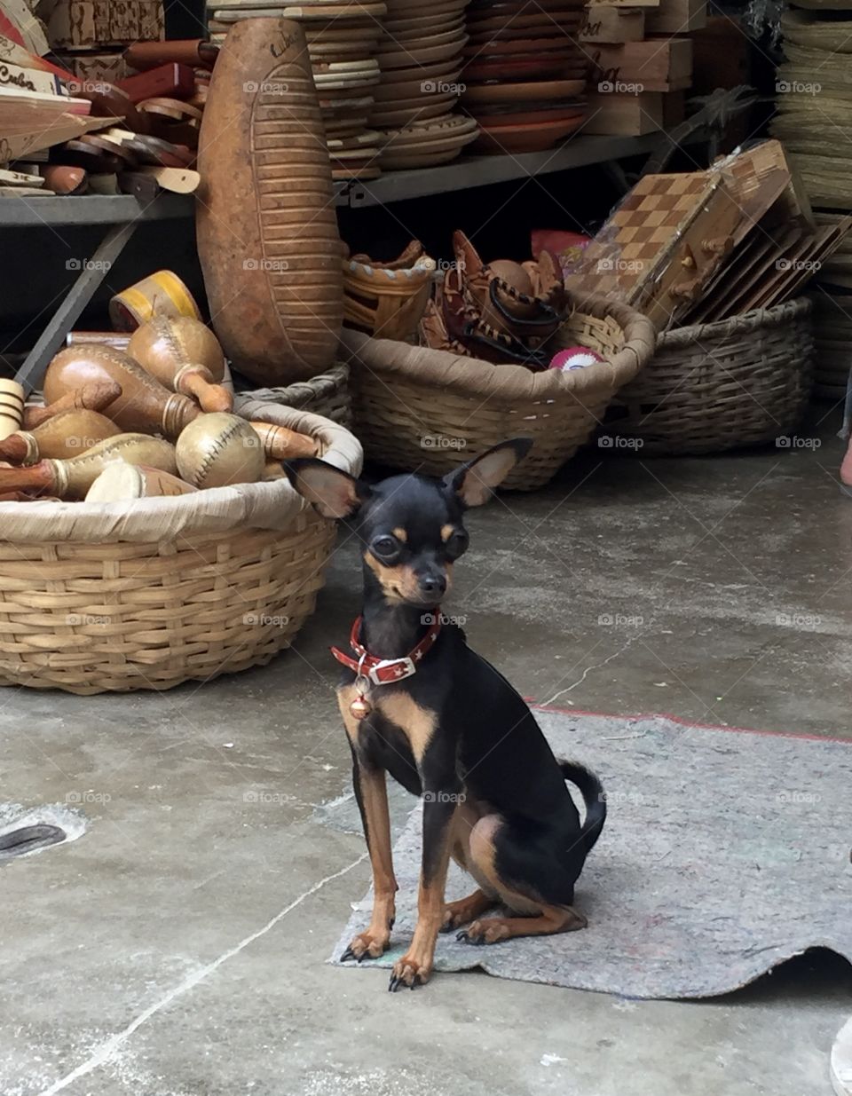 A miniature pinscher dog waiting for the owner at the Havana market, Cuba