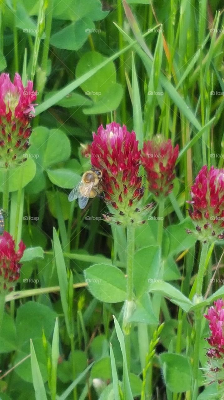 worker bee and crimson clover