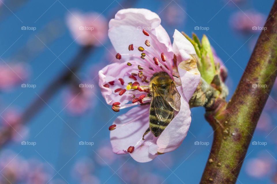 A bee pollinates a peach flower.