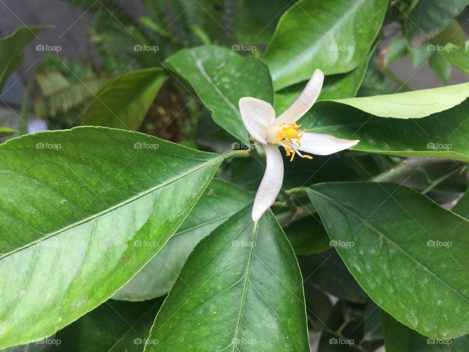 Lemon flower