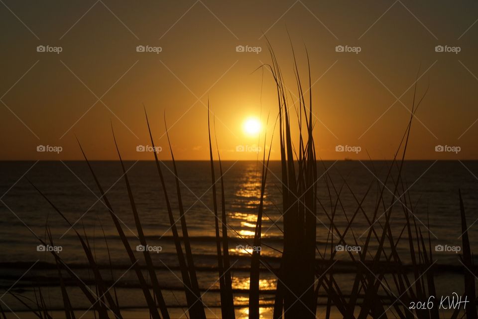 Sunrise: Ocean Sea Coastline through tall
 Beach Grass