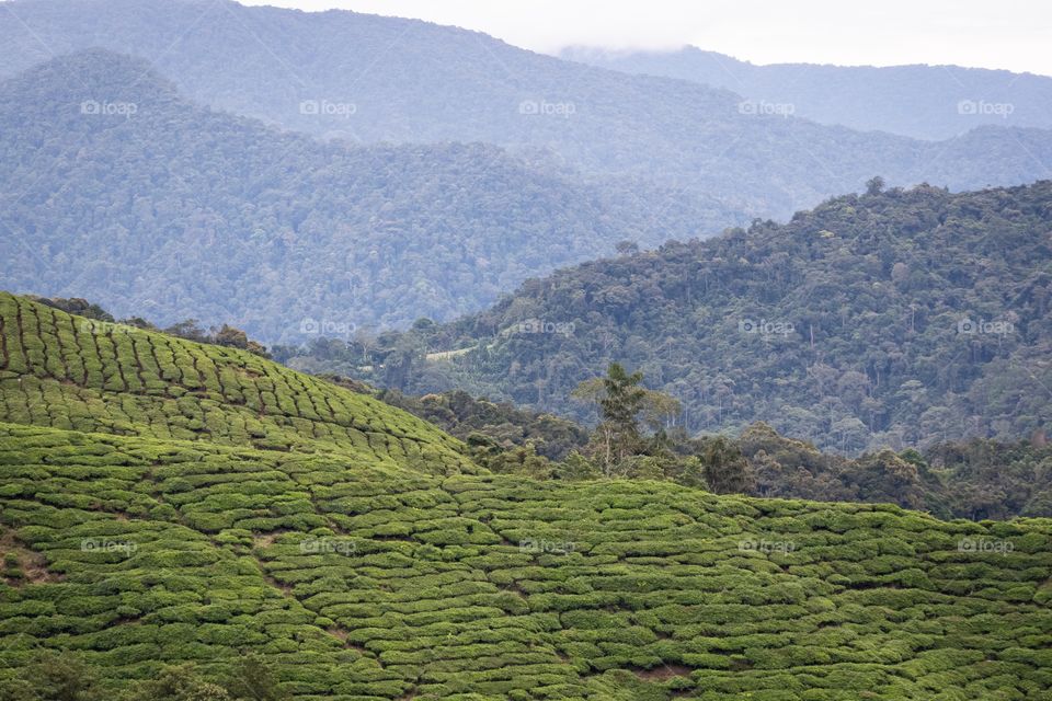 Beautiful scene of tea plantation at Cameron high land , Malaysia