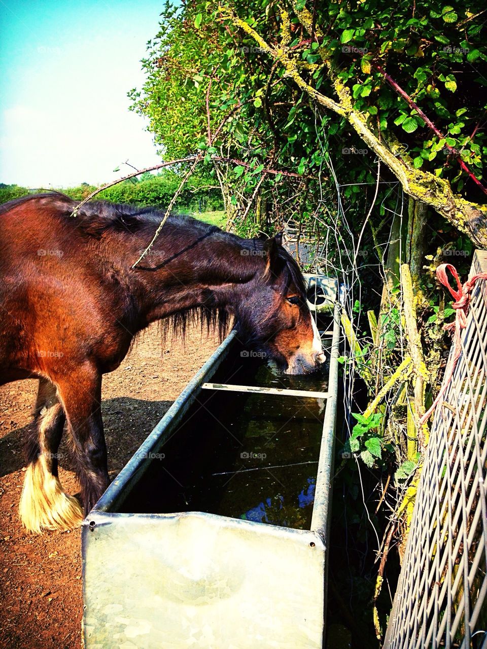 Brown horse drinking water 