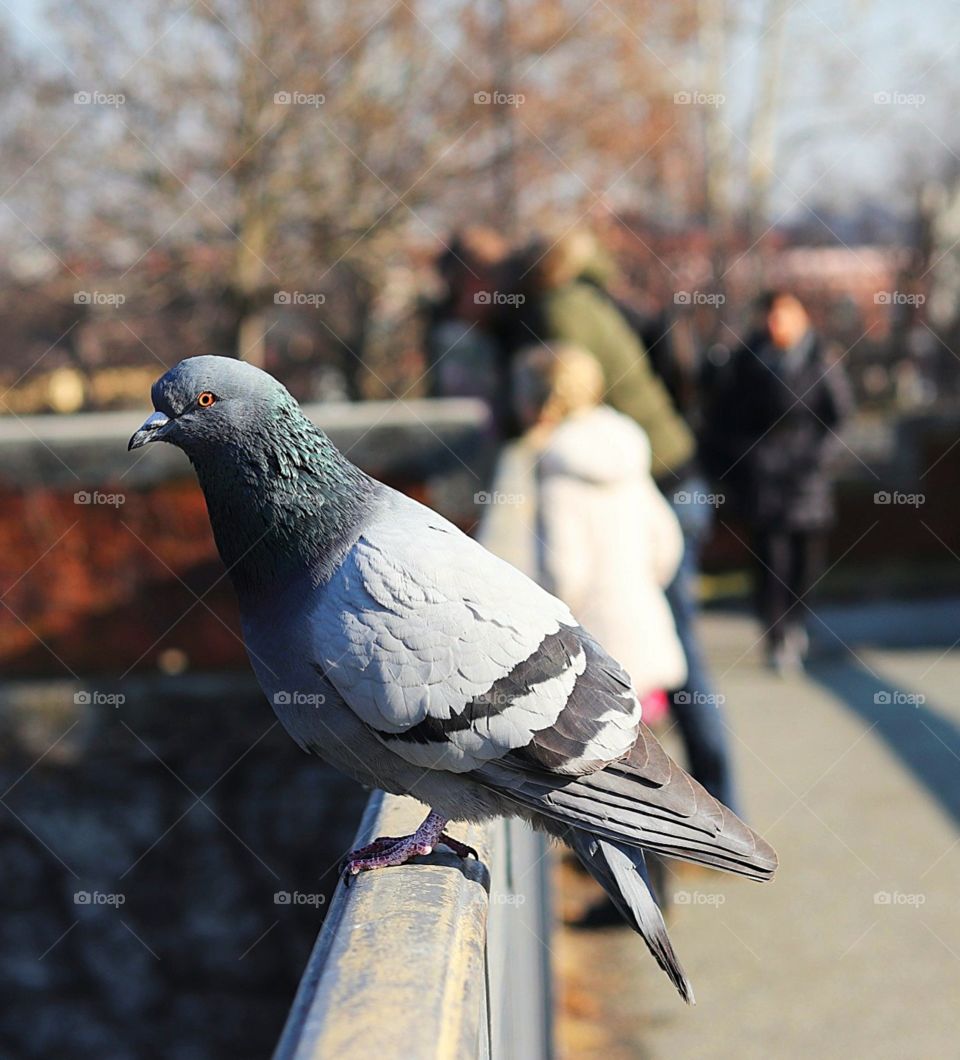 Pigeon