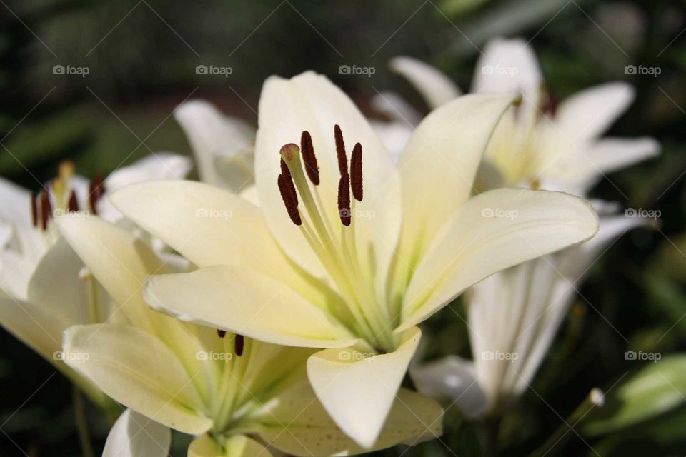 White Lilly