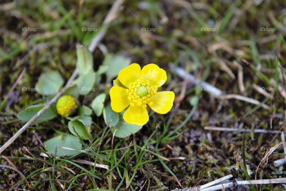 Buttercup flower in bloom