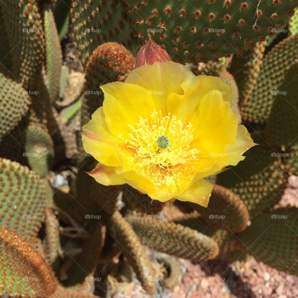 Desert flower.