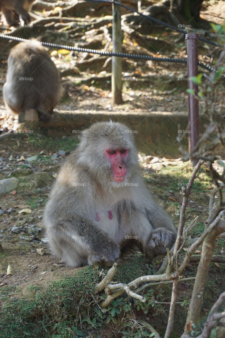 Japanese Macaque Monkey