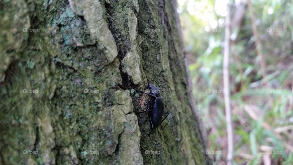Japanese beetle(kimawari)