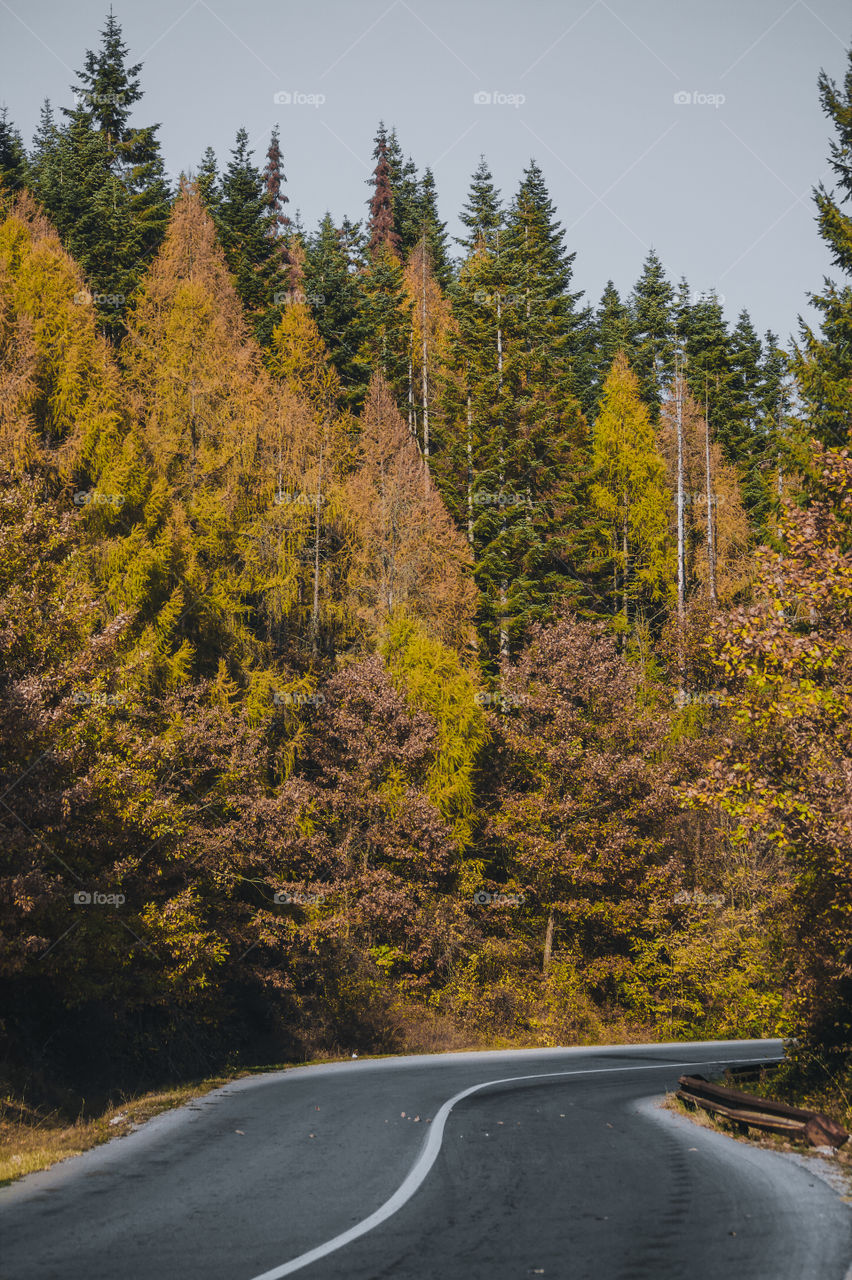 Road amidst trees during autumn