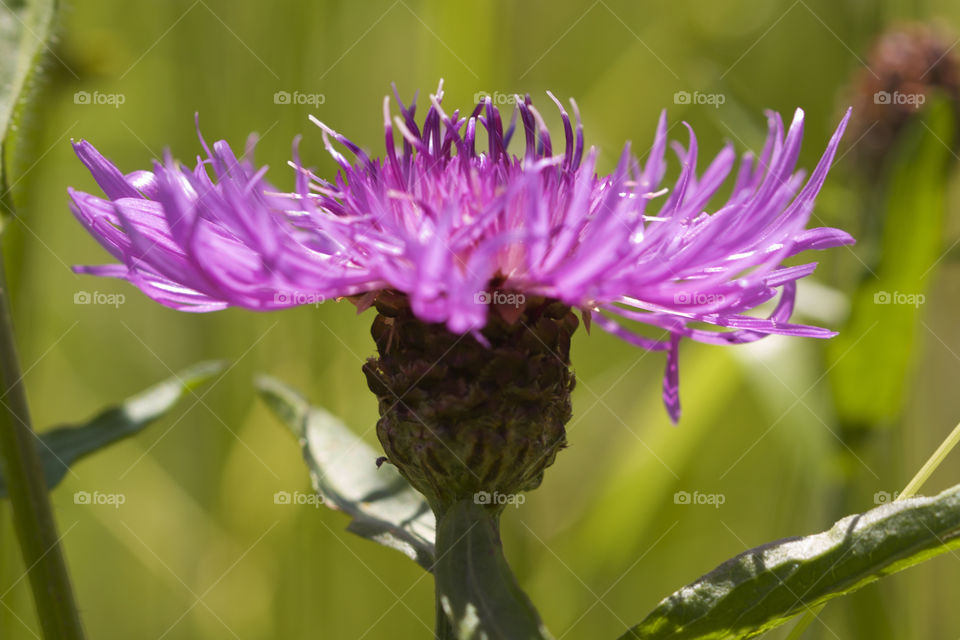 Close-up of a flower