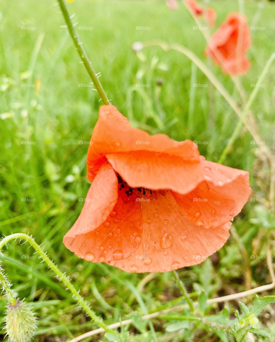 Poppy 
