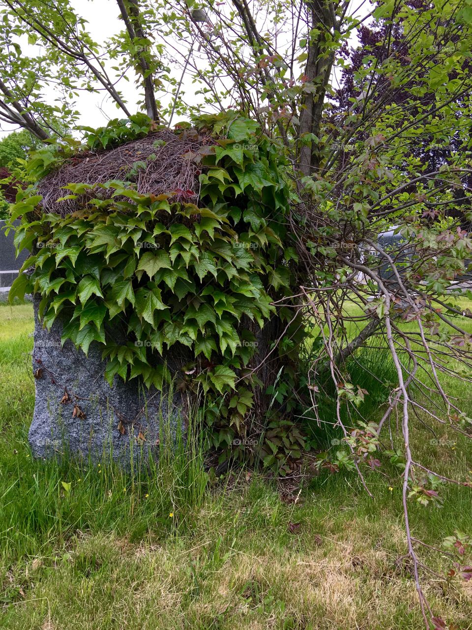 Overgrown Forgotten Grave & Headstone