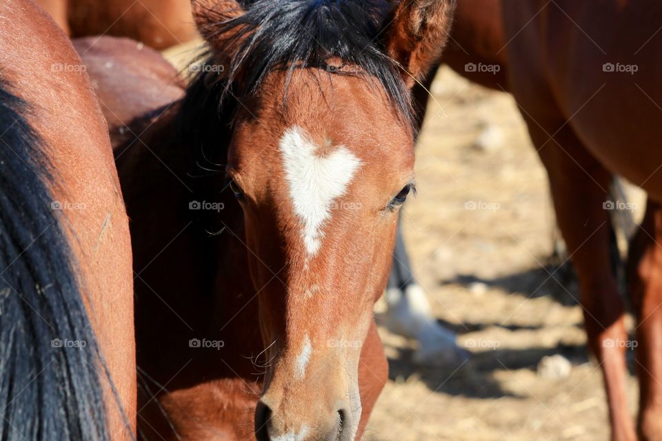 A heart-shape mark blaze on a young American mustang colt’s forehead. 