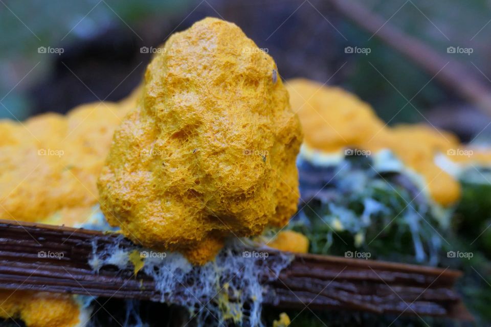 Yellow mushroom - 1