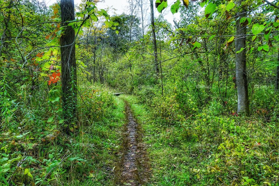 View of Footpath in green forest