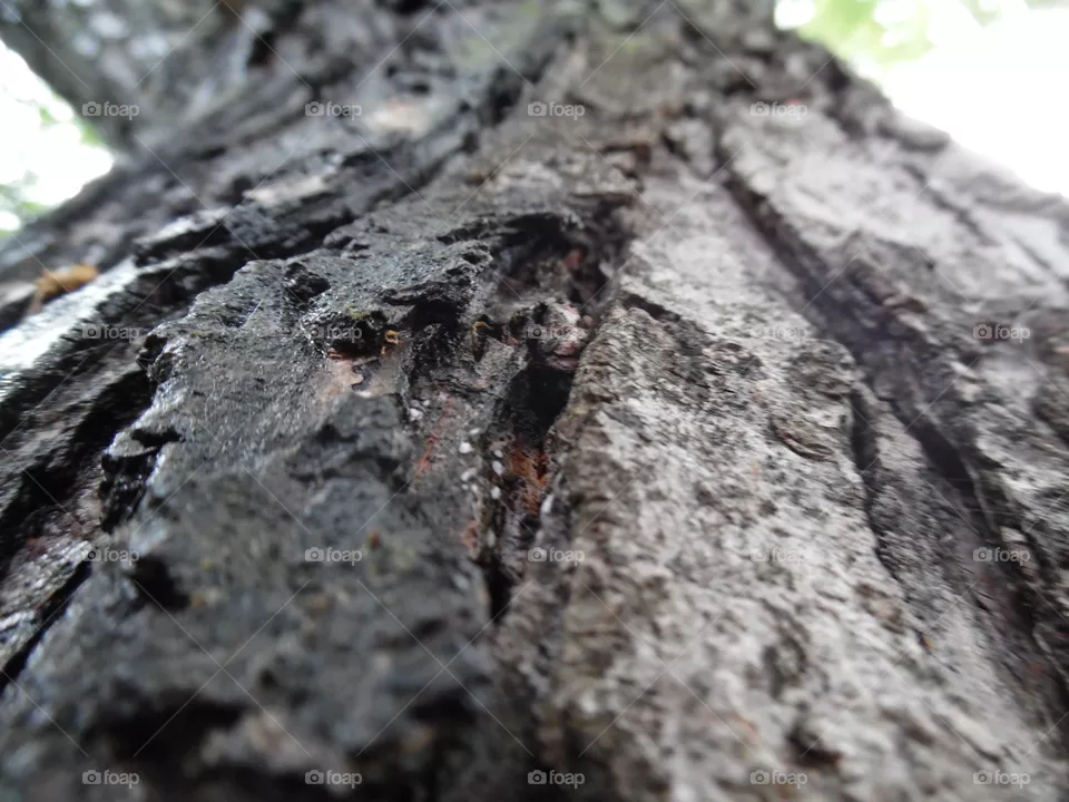 tree