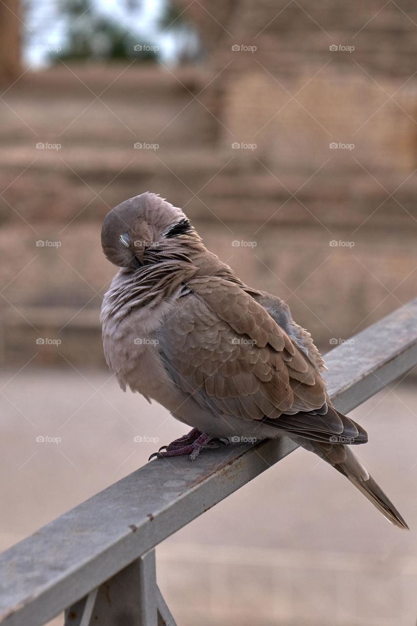 Cleaning  up bird