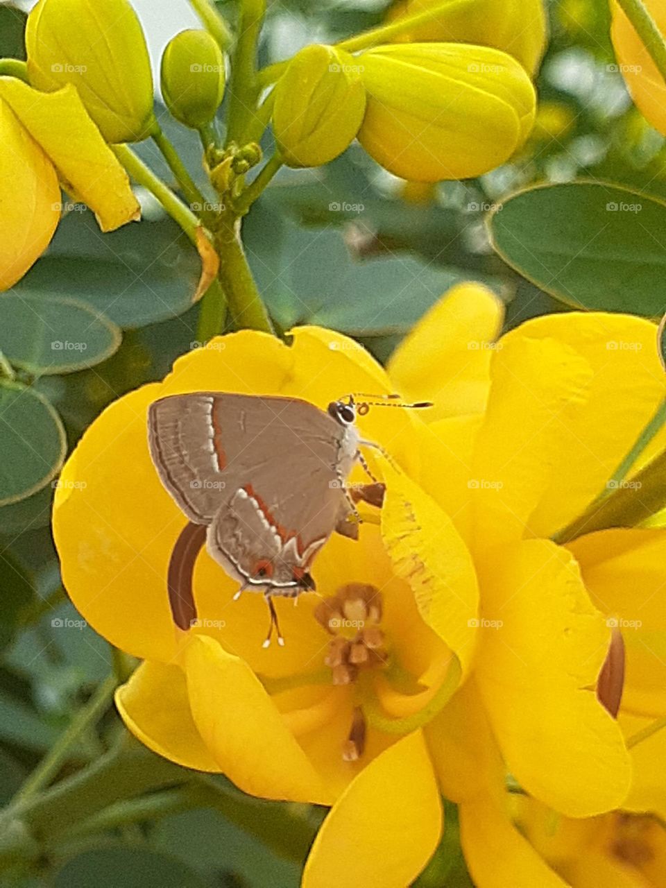Butterfly and flower
