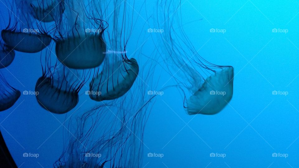 Underwater, Jellyfish, Fish, Ocean, Sea