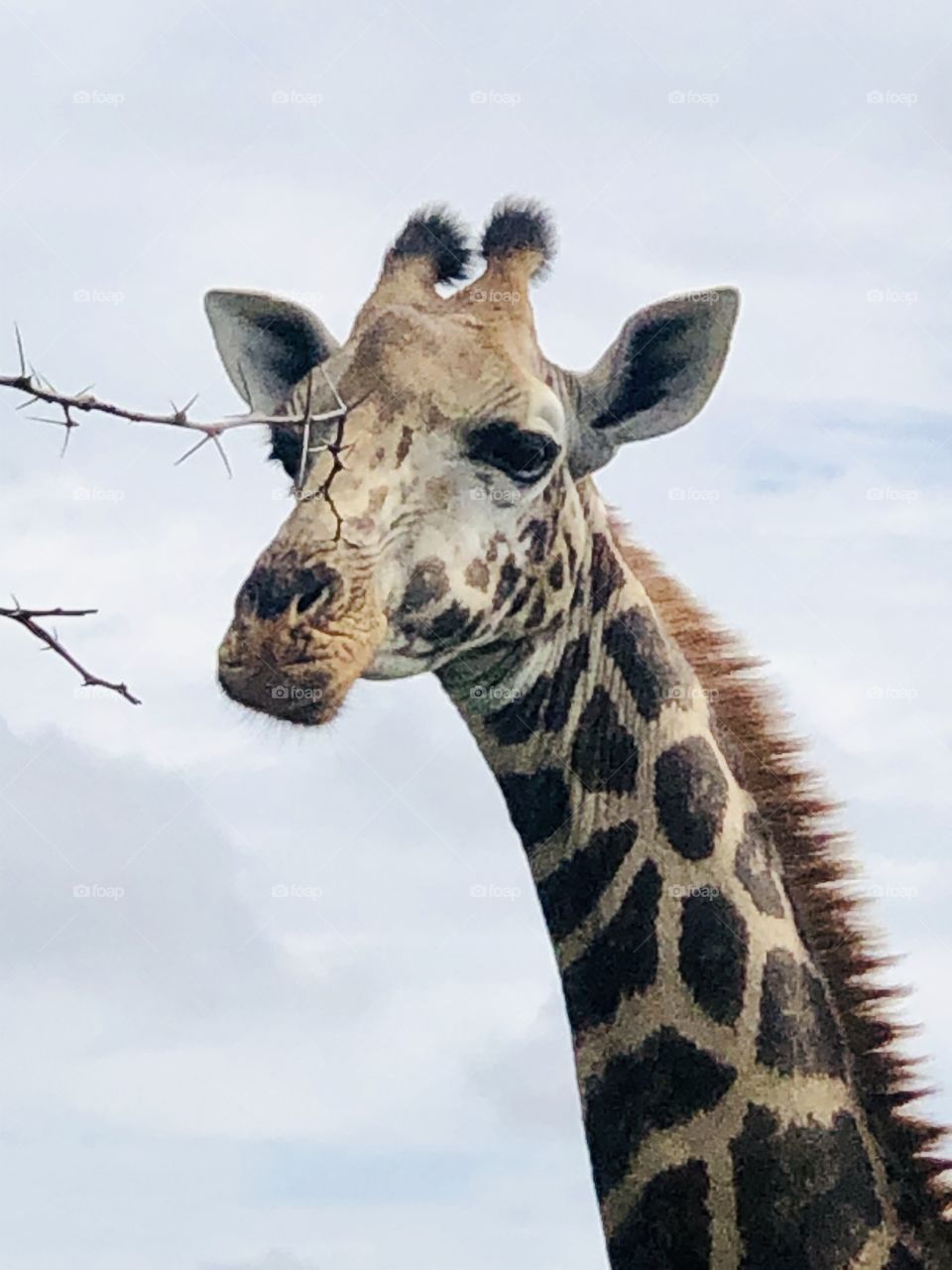 Hello Giraffe