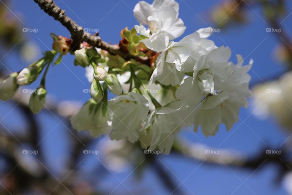 Apple blossoms 