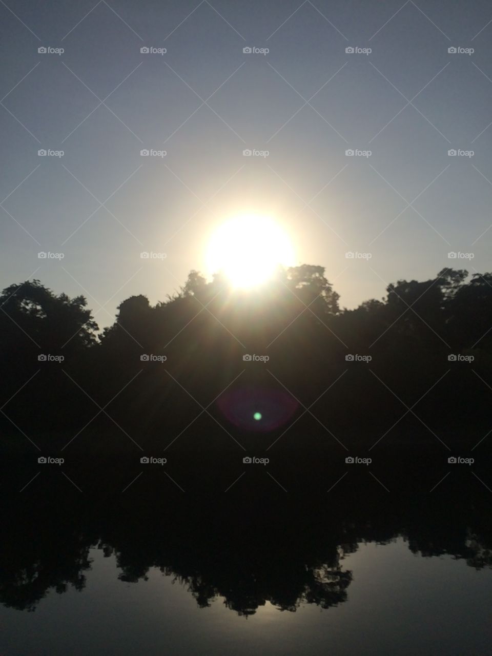 Sunset in the Forest