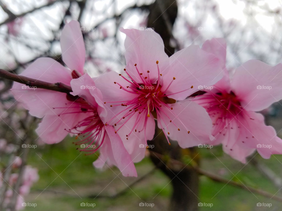 Pink peach tree blossoms