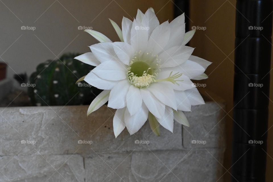 white flower of a succulent plant