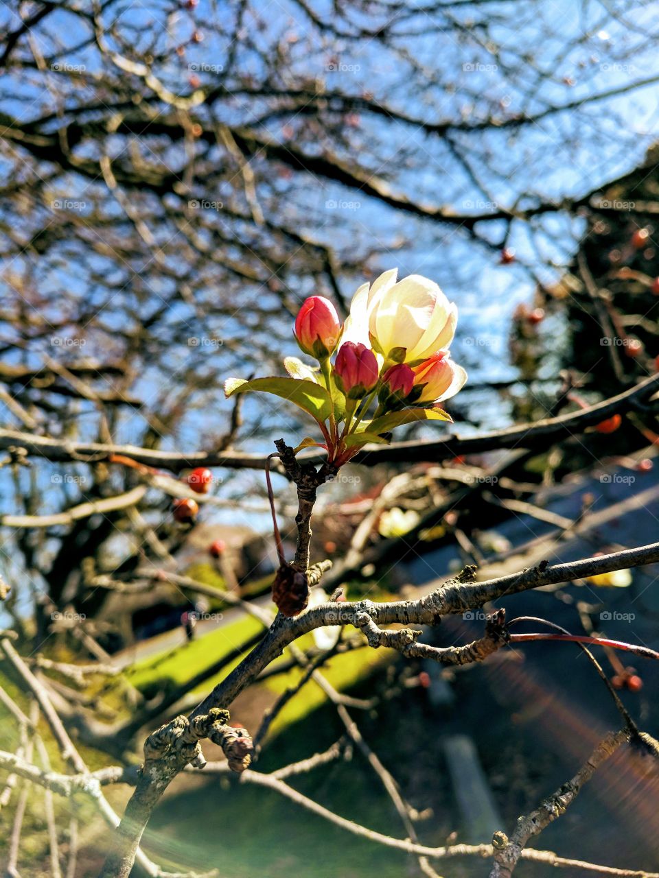 Nature, Tree, Branch, Leaf, Flower