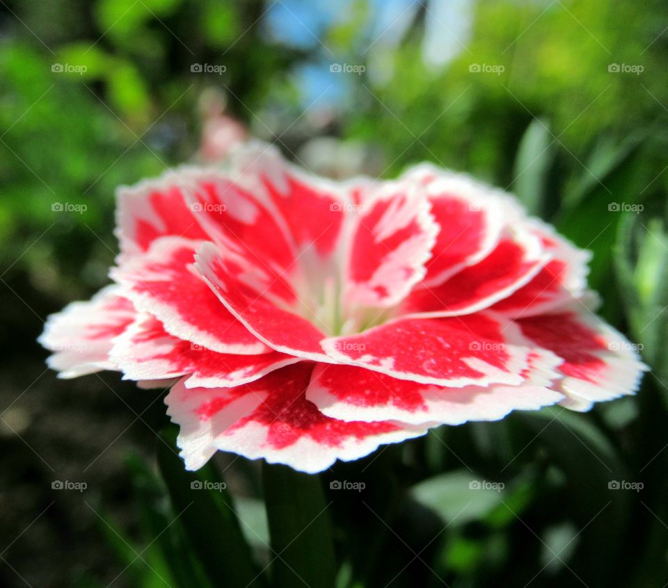 Red and white carnation plant